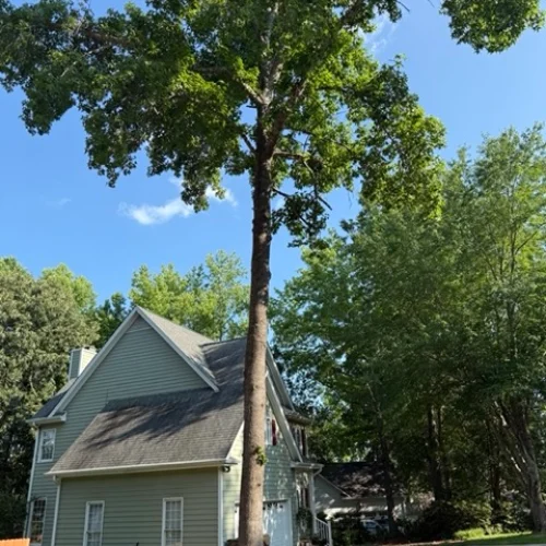 carolinaforestrysolutions-54